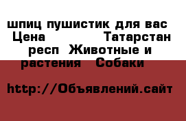 шпиц пушистик для вас › Цена ­ 35 000 - Татарстан респ. Животные и растения » Собаки   
